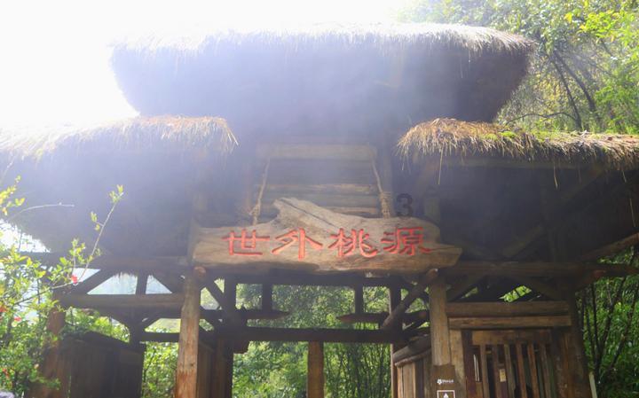 寻找奈良树花
